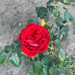 Meet your Posher, Joy